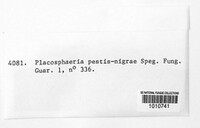 Placosphaeria pestis-nigra image